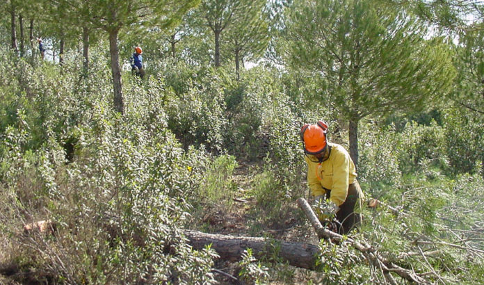 1520510615561ForestalESTANDAR